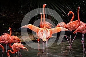 Close up of a pink American Caribbean Flamingos doing a wing salue. Phoenicopterus ruber