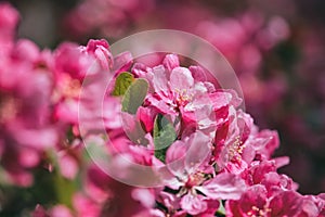 Close-up pink apple blooms with delicate petals