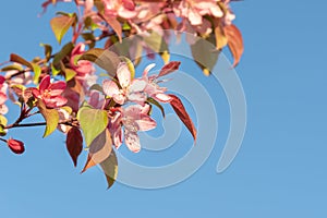 Close-up of pink apple blossoms against blue sky in springtime