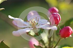 Close up of pink apple tree blossoms during the spring with blurred background