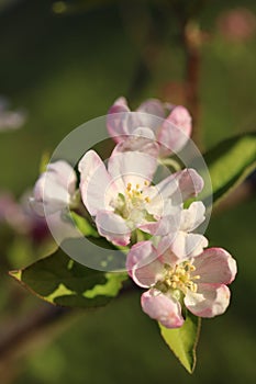 Close up of pink apple tree blossoms during the spring with blurred background