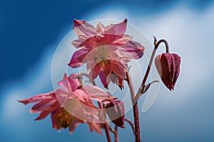 Close up of pink aquilegia flowers with blue sky background