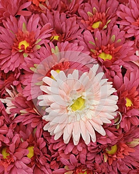 Close Up of Pink Artificial Daisy Flowers
