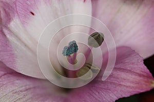 Close-up of a pink Asiatic lily Levi flower