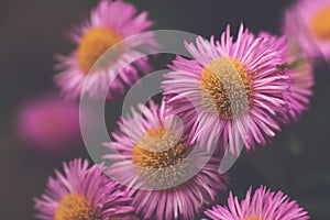 close up of pink aster blossoms in dreamy matte light mood