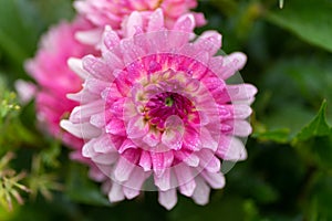 Close up of pink aster with rain drops in soft focus