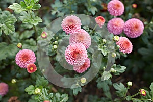 Close up of pink asteraceae dahlia Chrysanthemum \