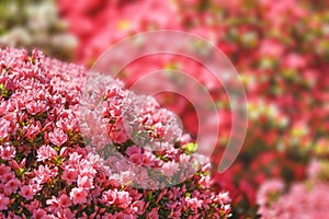 Close up on pink azalea festival in the garden of Japanese Shintoist Nezu shrine.