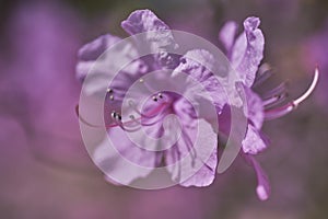 Close-up of Pink Azalea Flower in Bloom