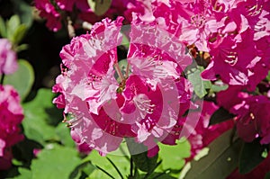 Close up of pink azalea flowers