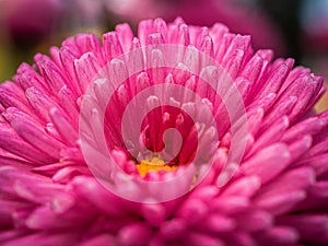 Close-up of the Pink Ball Flower in the park