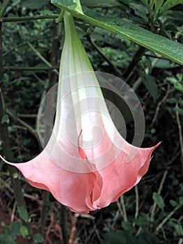 Close-up of pink Bell Flower growing in Rose Garden in Munnar, Kerala, India