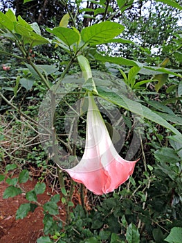 Close-up of pink Bell Flower growing in Rose Garden in Munnar, Kerala, India
