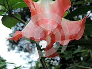 Close-up of pink Bell Flowers growing in Rose Garden in Munnar, Kerala, India