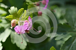 Bigroot geranium