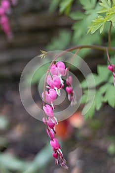 Close-up of Pink Bleeding Heart flowers 