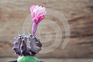 Close up of pink blooming cactus flower, Beautiful cactus flower