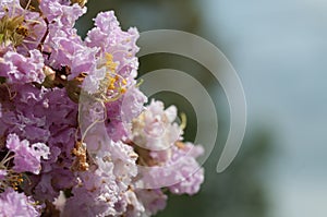 Close up of Pink Blossom Flowers, Sydney, Australia