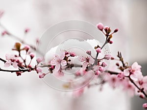 Fruit tree blossom covered with snow photo