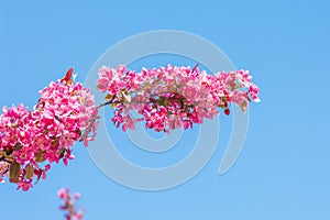 Close-up of pink blossom of malus profusion. photo