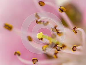 Close-up Pink Blossom Petals in Bloom in Spring