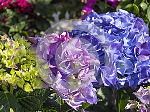 Close up pink, blue, lilac and green Hydrangea flower, Hydrangea macrophylla blooming in a garden. Beautiful bush of