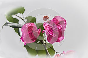 Close-up of pink bougainvillea with dw or water drops against whitish bokeh background with room for copy photo