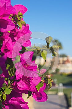 Close-up pink Bougainvillea flowers against a blurred background of palm trees and a hotel in Egypt. Summer rest