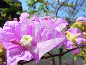 Close up of pink bougainvillea flowers in rays of sunlight