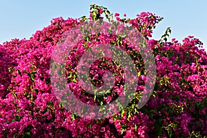 Close up of pink Bougainvillea Glabra flowers.