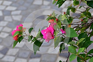 Close-up of pink Bougainvillea in street. Beautiful colorful mediterranean plant.