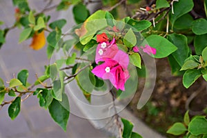 Close-up of pink Bougainvillea in street. Beautiful colorful mediterranean plant.