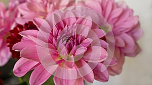 Close up pink bright autumn dahlia flowers