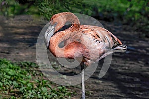 Close-up of a pink brightly colored flamingo sitting on one leg