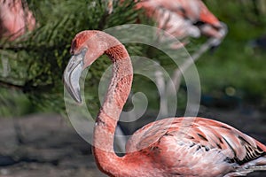 Close-up of a pink brightly colored flamingo sitting on one leg
