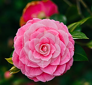 Close-up of a pink camellia