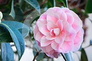 Close up of pink Camellia flower, California