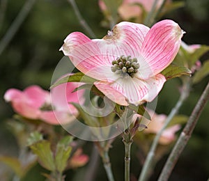 Pink Cherokee Brave Dogwood Blossom, Close up