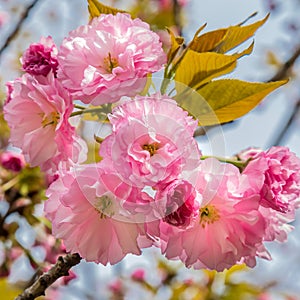 Close up of pink cherry blossom.