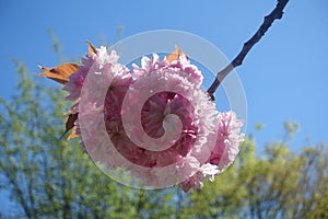 Close-up  pink cherry blossom flower