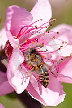 Close up of pink Cherry Blossom flowers on tree branch, bee on i