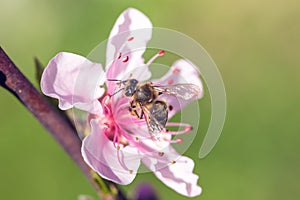 Close up of pink Cherry Blossom flowers on tree branch, bee on i