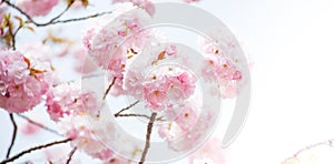 Close up of pink cherry blossom-sakura