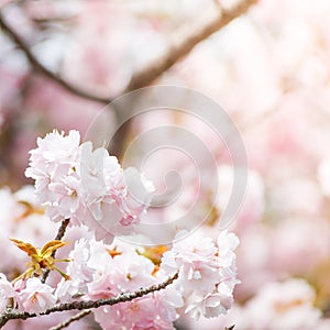 Close up of pink cherry blossom-sakura