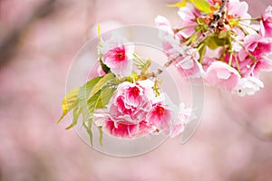 Close up of pink cherry blossom-sakura