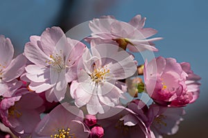 Close up of pink cherry blossoms in bloom with yellow pollen, on a cherry tree, against a blue sky