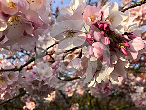 Close up of pink cherry blossoms on a bright spring day