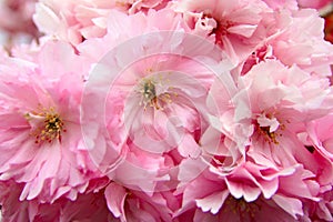Close up of Pink Cherry Blossoms in a garden