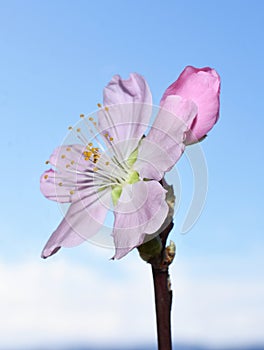 Close up on pink cherry flower and bud outdoor springtime