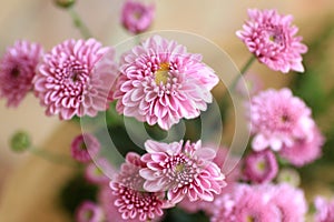 Close up of pink chrysanthemum blossom on spring season.  Bouquet of beautiful soft pink flowers for greeting cards background, photo